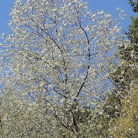 Riedbach Appartement Innsbruck