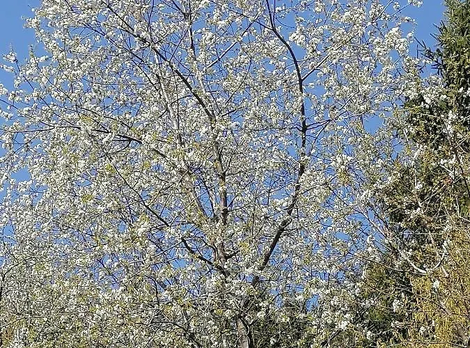 Riedbach Apartment Innsbruck